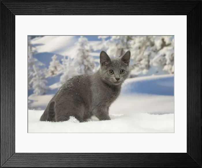 Framed Print : Picture No. 12478597 Framed Print : Picture No. 12478597