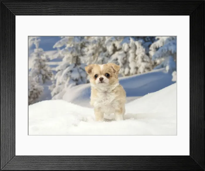 Framed Print : Picture No. 12478600 Framed Print : Picture No. 12478600