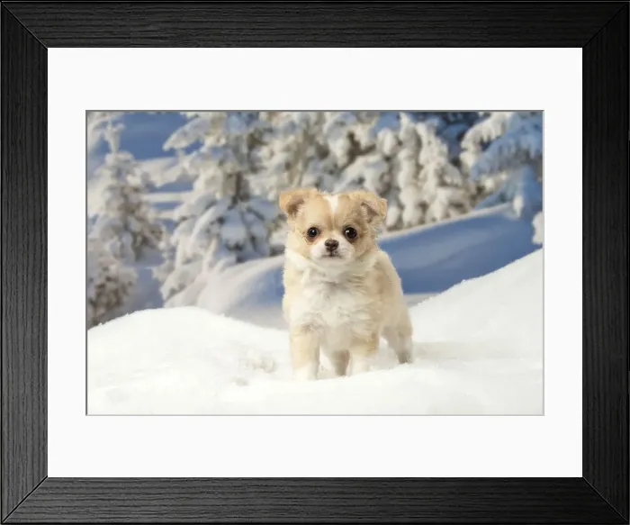 Framed Print : Picture No. 12478599 Framed Print : Picture No. 12478599