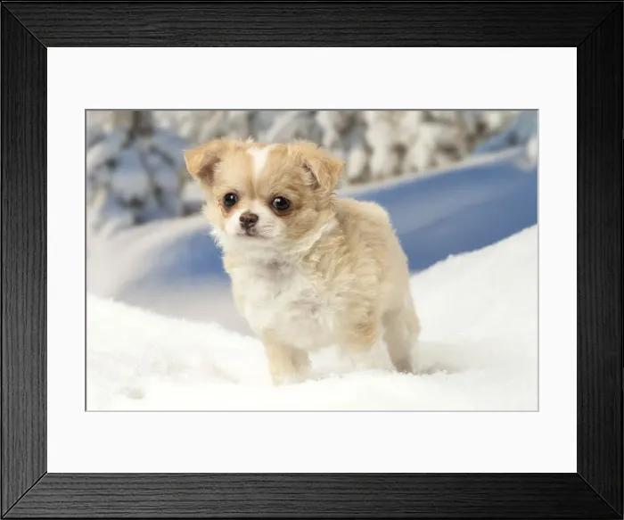 Framed Print : Picture No. 12478601 Framed Print : Picture No. 12478601