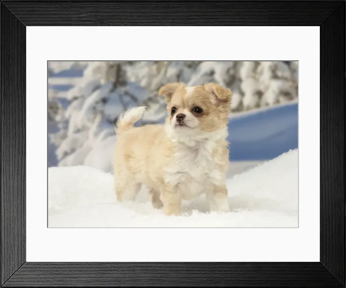 Framed Print : Picture No. 12478602