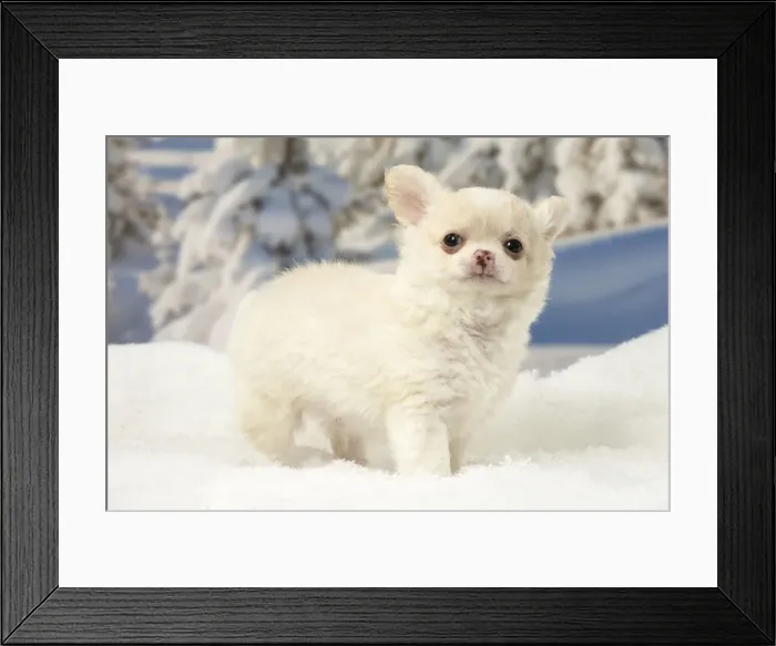 Framed Print : Picture No. 12478603 Framed Print : Picture No. 12478603