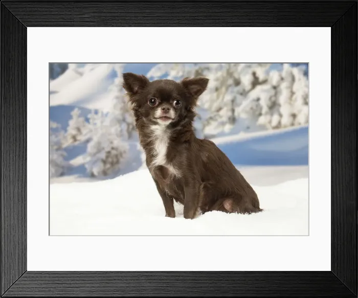 Framed Print : Picture No. 12478604 Framed Print : Picture No. 12478604