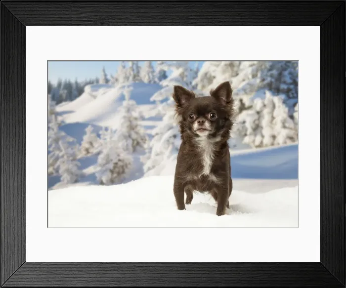 Framed Print : Picture No. 12478605 Framed Print : Picture No. 12478605