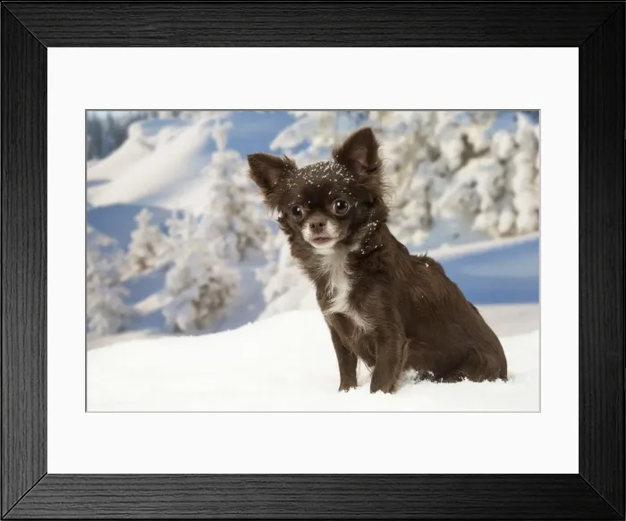 Framed Print : Picture No. 12478606