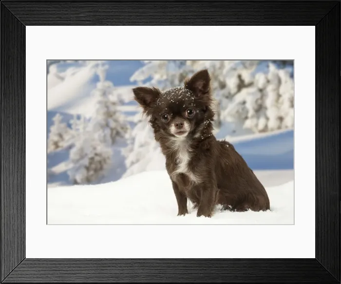 Framed Print : Picture No. 12478607 Framed Print : Picture No. 12478607
