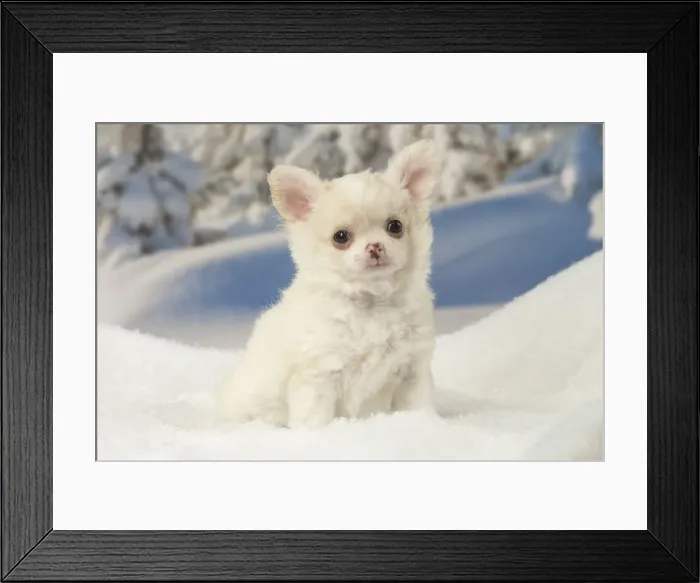 Framed Print : Picture No. 12478609 Framed Print : Picture No. 12478609