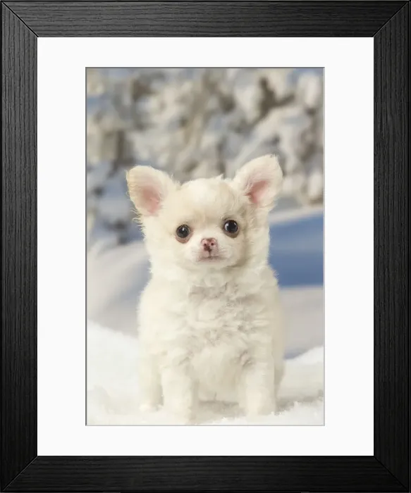 Framed Print : Picture No. 12478611