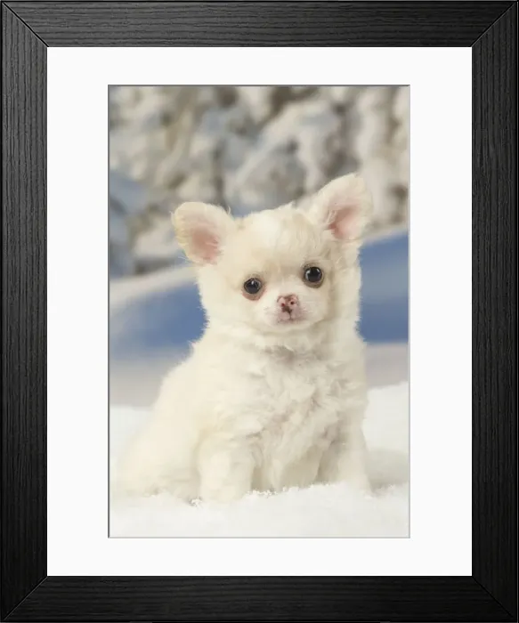 Framed Print : Picture No. 12478610 Framed Print : Picture No. 12478610