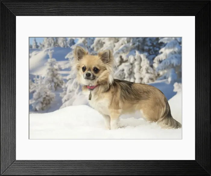 Framed Print : Picture No. 12478613 Framed Print : Picture No. 12478613