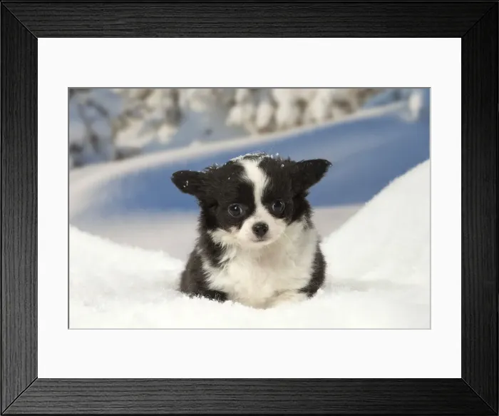 Framed Print : Picture No. 12478612 Framed Print : Picture No. 12478612