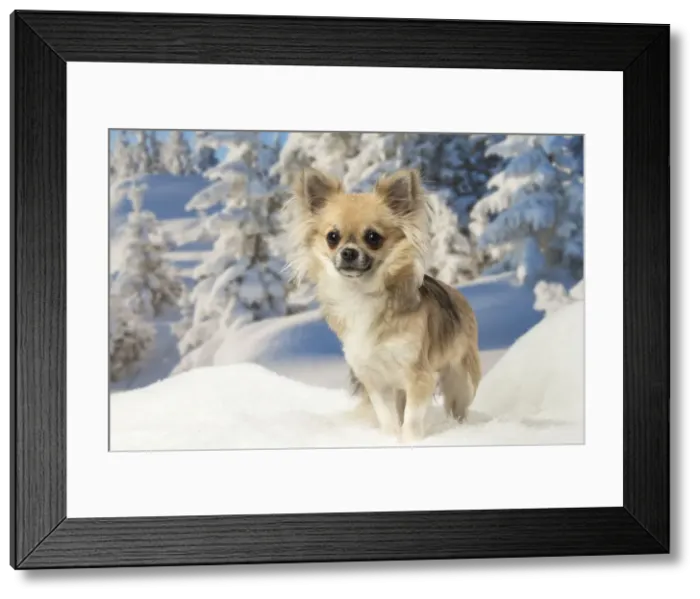 Framed Print : Picture No. 12478615