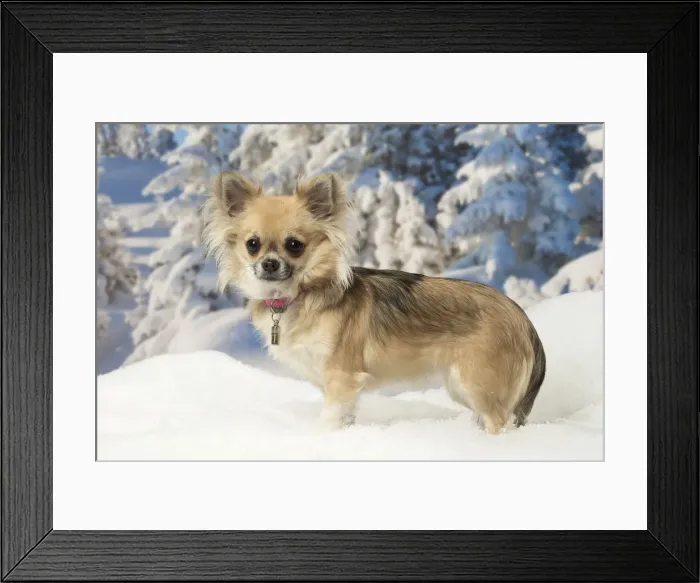 Framed Print : Picture No. 12478614 Framed Print : Picture No. 12478614