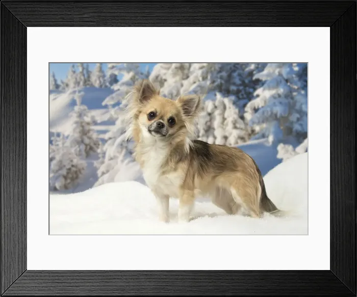 Framed Print : Picture No. 12478617 Framed Print : Picture No. 12478617