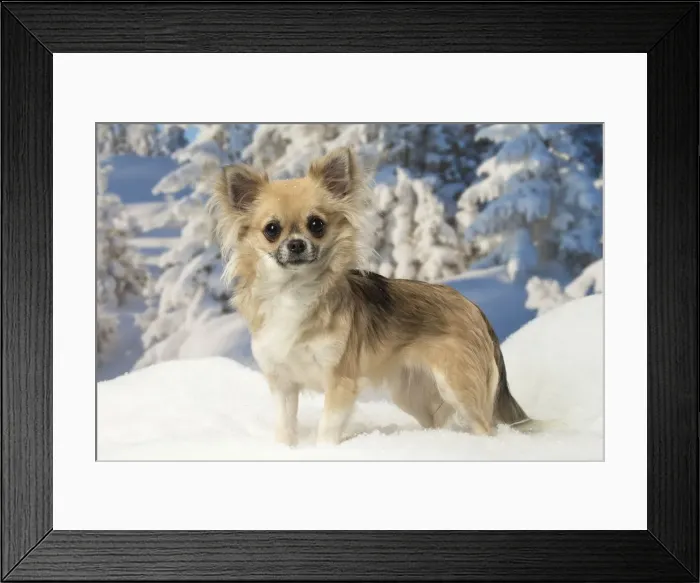 Framed Print : Picture No. 12478616 Framed Print : Picture No. 12478616