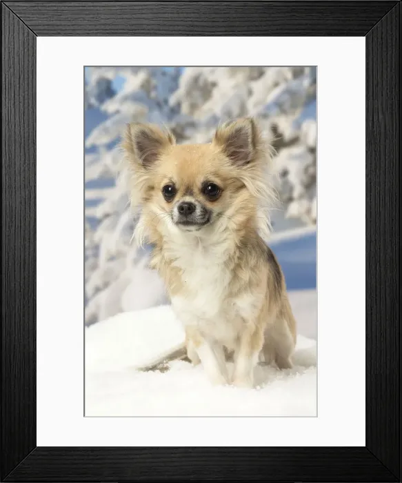 Framed Print : Picture No. 12478618 Framed Print : Picture No. 12478618