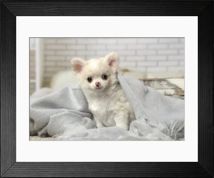 Framed Print : Picture No. 12478622 Framed Print : Picture No. 12478622