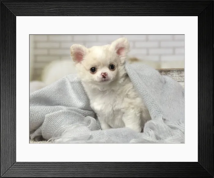 Framed Print : Picture No. 12478623 Framed Print : Picture No. 12478623