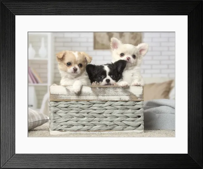 Framed Print : Picture No. 12478627 Framed Print : Picture No. 12478627