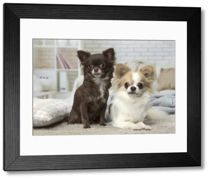 Framed Print : Picture No. 12478631 Framed Print : Picture No. 12478631