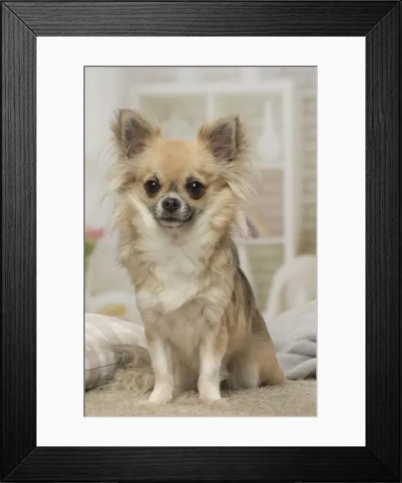 Framed Print : Picture No. 12478635 Framed Print : Picture No. 12478635