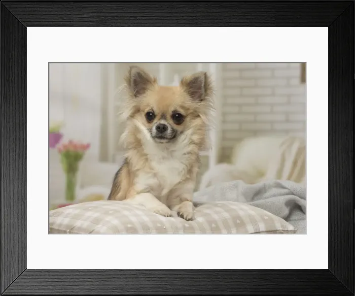 Framed Print : Picture No. 12478636 Framed Print : Picture No. 12478636
