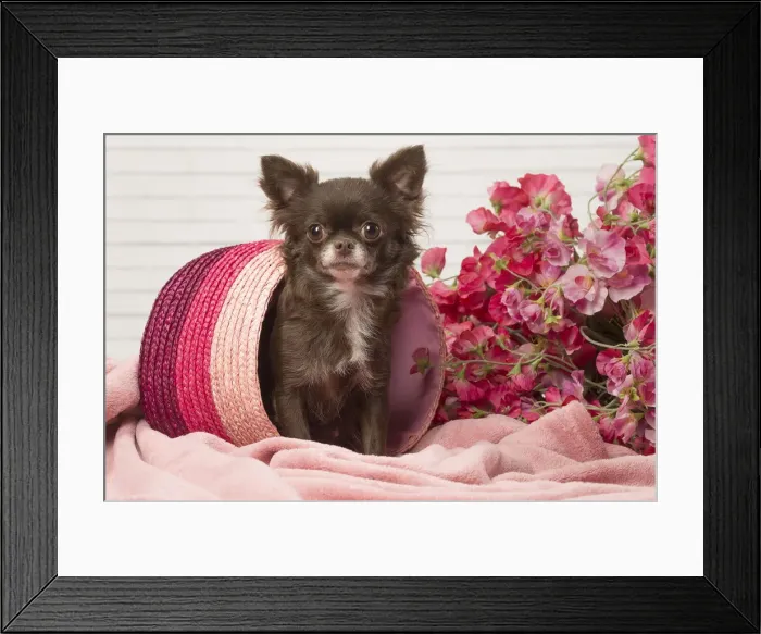 Framed Print : Picture No. 12478637 Framed Print : Picture No. 12478637