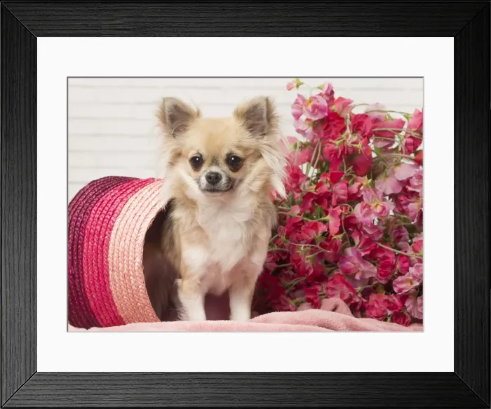 Framed Print : Picture No. 12478638 Framed Print : Picture No. 12478638