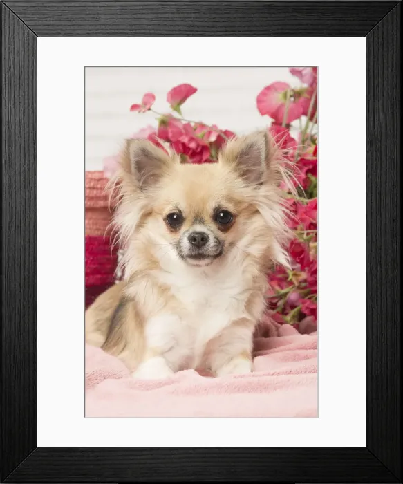 Framed Print : Picture No. 12478640 Framed Print : Picture No. 12478640