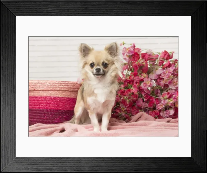 Framed Print : Picture No. 12478639 Framed Print : Picture No. 12478639