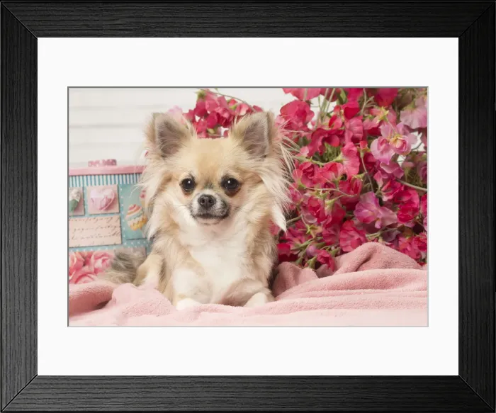 Framed Print : Picture No. 12478641 Framed Print : Picture No. 12478641