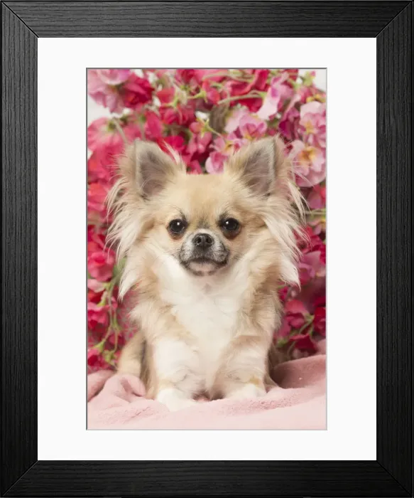 Framed Print : Picture No. 12478642 Framed Print : Picture No. 12478642