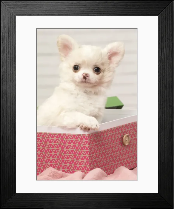 Framed Print : Picture No. 12478643 Framed Print : Picture No. 12478643