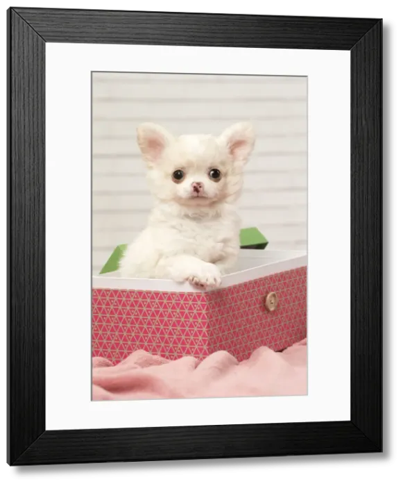 Framed Print : Picture No. 12478644 Framed Print : Picture No. 12478644