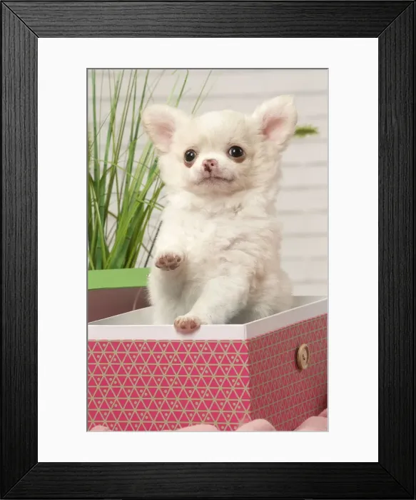 Framed Print : Picture No. 12478646