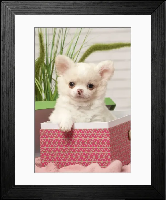 Framed Print : Picture No. 12478645 Framed Print : Picture No. 12478645