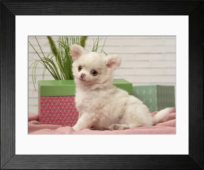 Framed Print : Picture No. 12478648 Framed Print : Picture No. 12478648