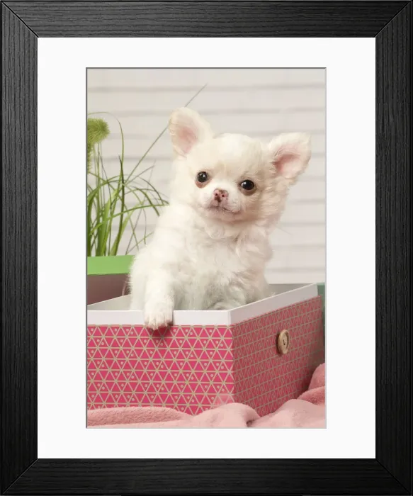 Framed Print : Picture No. 12478647 Framed Print : Picture No. 12478647