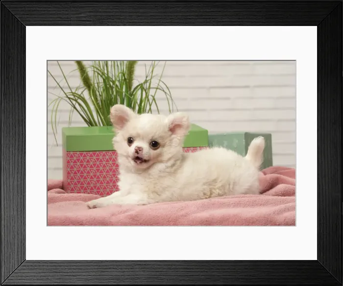 Framed Print : Picture No. 12478649 Framed Print : Picture No. 12478649