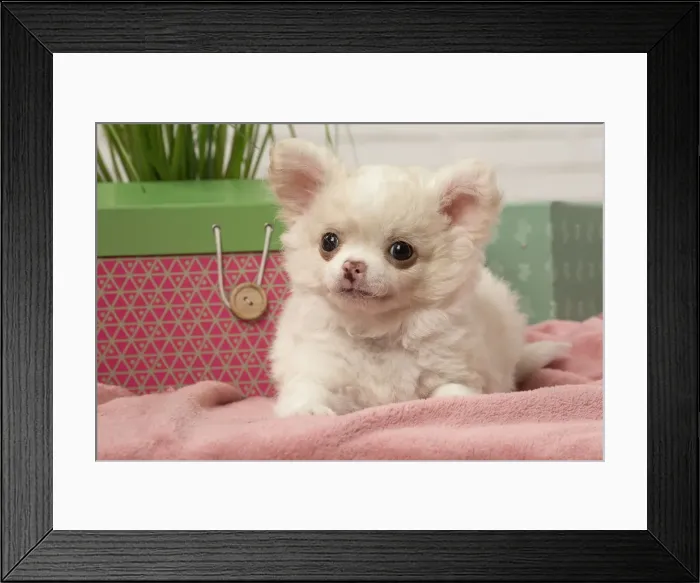 Framed Print : Picture No. 12478650 Framed Print : Picture No. 12478650