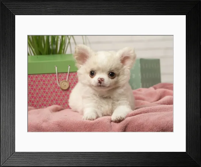 Framed Print : Picture No. 12478651 Framed Print : Picture No. 12478651