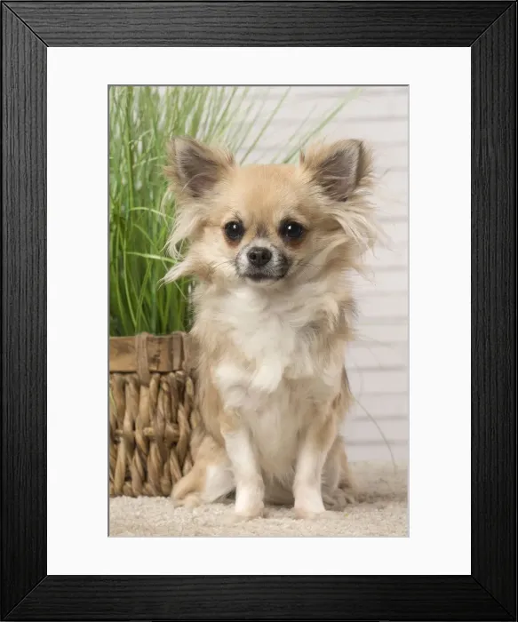 Framed Print : Picture No. 12478652 Framed Print : Picture No. 12478652