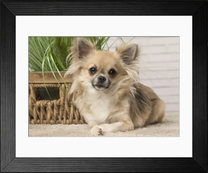 Framed Print : Picture No. 12478653 Framed Print : Picture No. 12478653