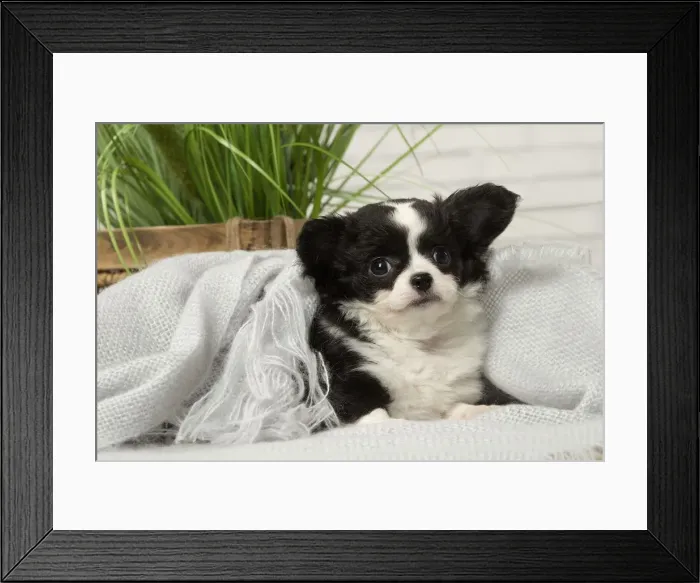 Framed Print : Picture No. 12478654 Framed Print : Picture No. 12478654