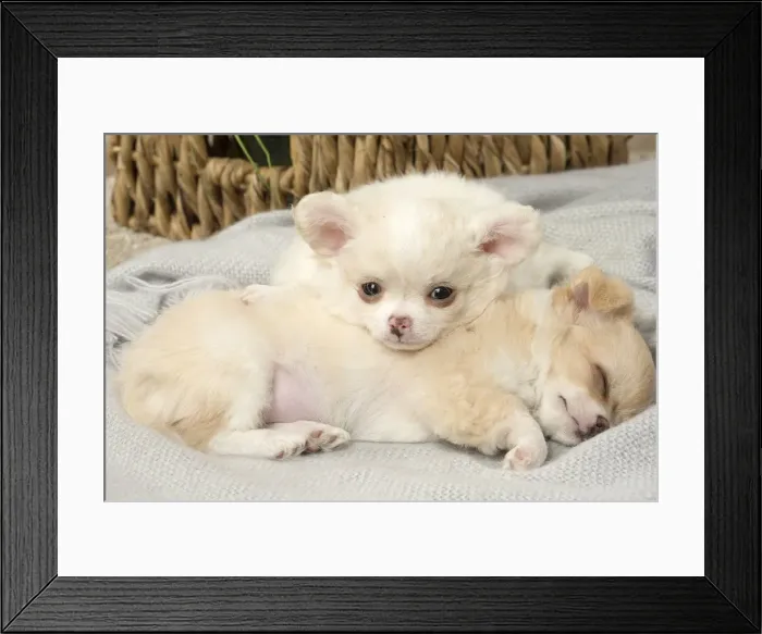 Framed Print : Picture No. 12478662 Framed Print : Picture No. 12478662