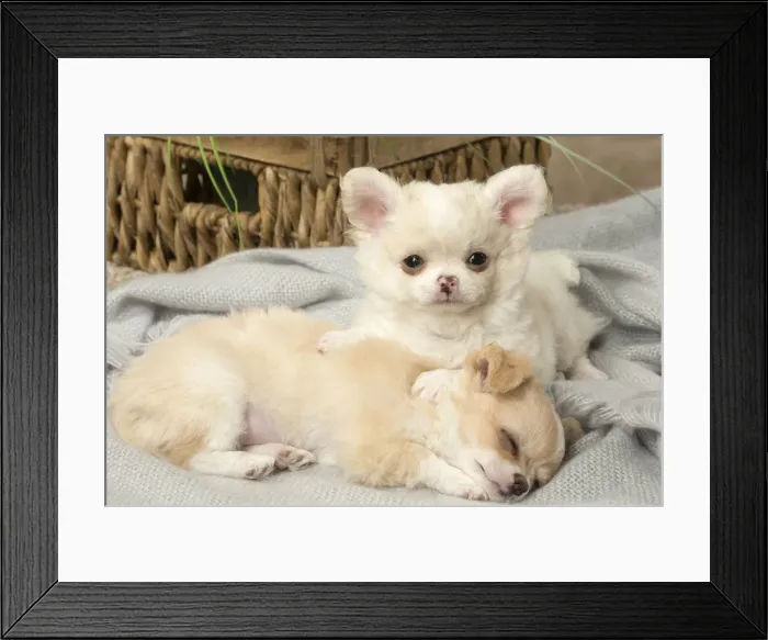 Framed Print : Picture No. 12478663 Framed Print : Picture No. 12478663