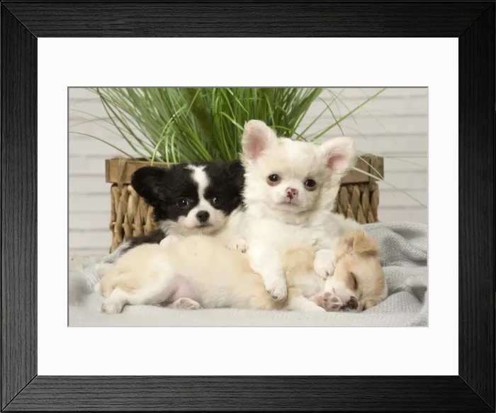 Framed Print : Picture No. 12478664 Framed Print : Picture No. 12478664