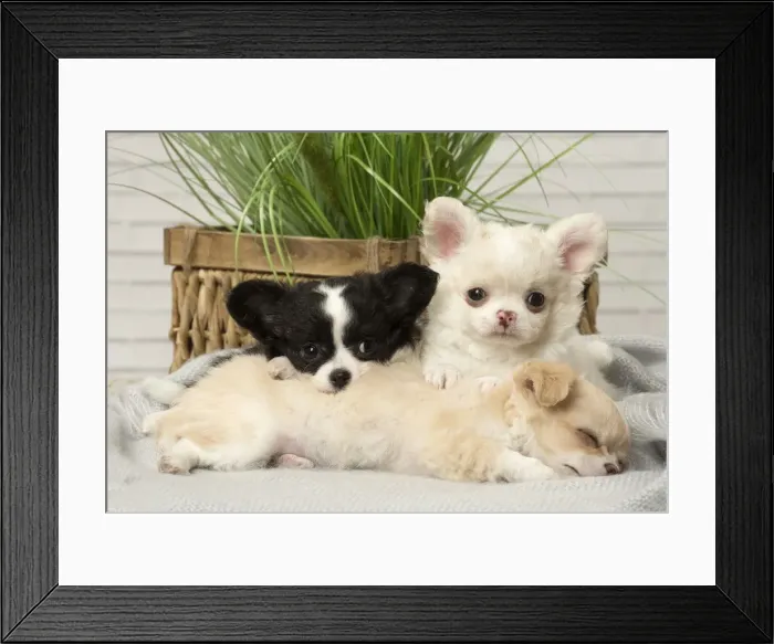 Framed Print : Picture No. 12478665 Framed Print : Picture No. 12478665
