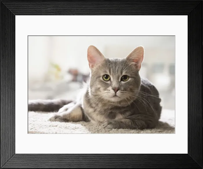 Framed Print : Picture No. 12478666 Framed Print : Picture No. 12478666