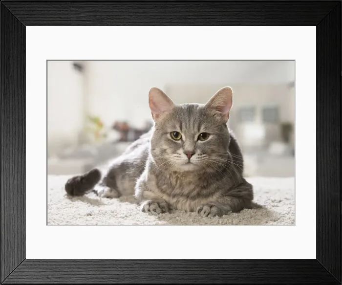 Framed Print : Picture No. 12478667